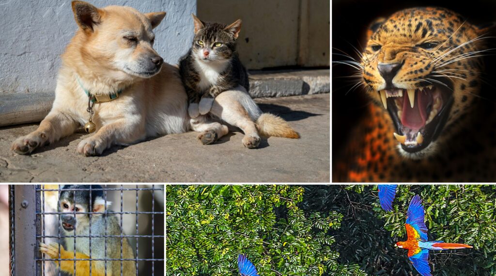 SEP ANIMALES 26